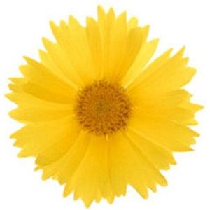 1500+ Semi Coreopsis""Sunburst"" ~ fiore giallo decorativo ~ perenne Facile
