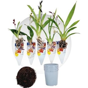 Kamerplant - Groen - Natuurlijk