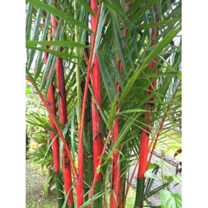 50 Costa Rica Red Bamboo Seeds Private Garden Plant Clumping Exotic Shading Screen:Seeds
