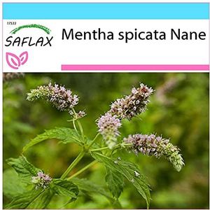 SAFLAX - Cadeauset - Kruiden - Mexicaanse Nana Mint - 500 Zaden - Met geschenkdoos, kaart, etiket en potgrond - Mentha spicata