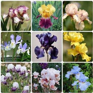 9 Stuks Irisbollen Winterharde Vaste Plant, Irisplantenbollen, Bijenweide, Tuincadeau Irisknollen - Iris Tectorum - Bloemenweide Vaste Plant Winterhar, Sierui