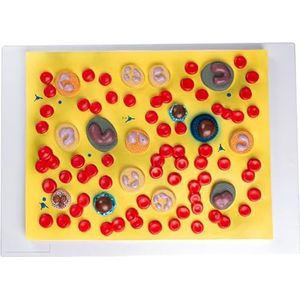 Onderwijsmodel for menselijke bloedcellen, onderwijsmodel for rode bloedcellen, onderwijsmodel for witte bloedcellen, bloedcelmodel, onderwijsmodel for bloedcellen, onderwijsmodel for bloedsomloop