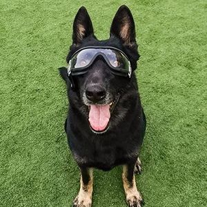 LIZHOUMIL Waterdichte anti-sneeuw ultraviolette hondenbril huisdier oogbescherming bril transparant