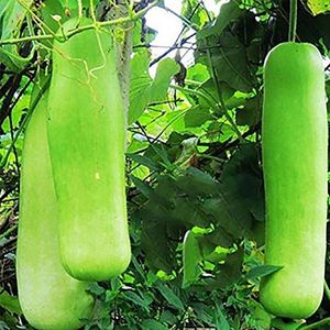 Portal Cool Seme di a lunga bottiglia Lagenaria Siceraria Green Fresh Fresh Yard