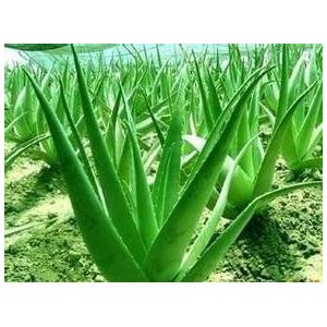 20 Aloe Seeds Mix - Eccellente HousePlant seeds succulente ALOE VERA SEED