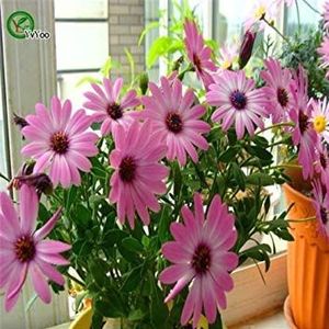 Seeds semi -colored ni daisy osteospermumumum seeds Balcony interior plants office in pots 30 particles/bag bu008 5: Only seeds