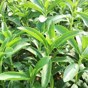 Saterkali Stevia Zaden, 400 stks/zak Stevia Zaden Meerjarige Hoge Opbrengst Kruid Mooie Groene Bladeren Planten voor Tuinbouw Stevia-zaden