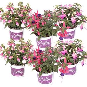 6x Fuchsia Bella Mix - Bellenplant Staand - Eénjarige plant - Bij-vriendelijk - ⌀10.5 cm - 15-20 cm