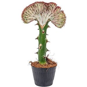 Euphorbia Lactea 'Cristata' - Kandelaarsplant - Kamerplant - Groene plant voor binnen - ⌀11 cm - 30 cm