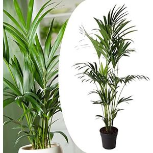 Plant in a Box - Howea Forsteriana - Kentia palm - XXL Groene kamerplant - Pot 24cm - Hoogte 150-170cm