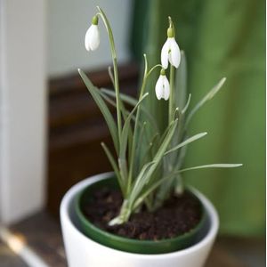 5 stuks koop sneeuwklokjesbollen, voorjaarsbloemen bollen, vaste planten Galanthus nivalis-bollen bloeiende klimplanten winterhard, tuincadeaus bloemen cadeau, tuinbloemen winterhard