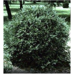 25-30 Semi di Corea Bosso W207 (Buxus Microphylla Koreana)