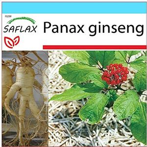 SAFLAX - Cadeauset - Medicinale Planten - Echte Koreaanse Ginseng - 10 Zaden - Met geschenkdoos, kaart, etiket en potgrond - Panax ginseng