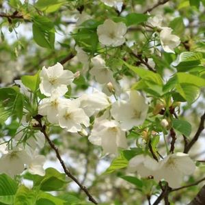 15 stuks kersenbloesemboomzaden - bijenweidezaden meerjarig winterharde kersenbloesemboom bonsaiboom middagbloem winterhard zomerbloemen zaden kamerplant schaduwplanten tuin