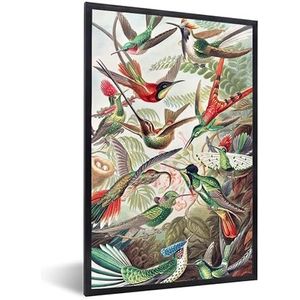Poster met Lijst - 60x90 cm - Kolibrie - Vintage - Ernst Haeckel - Vogel - Kunst - Natuur