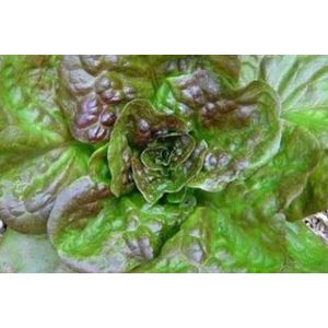 Bronze Guard Lettuce * Ez to grow * 50 Seeds: Only Seeds