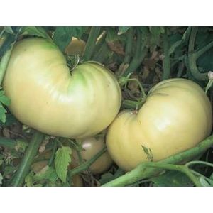 500 Semi di Great White - Pomodori bianchi