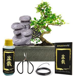 vdvelde.com - Bonsai boompje - Zen Waterval Set + Bonsai Starters Kit - 10 jaar oud - Hoogte 30-35 cm