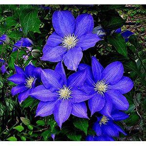 Seeds 50 PCS Blue Clematis Hybridas seeds in Balcony Balcony Hanging Flowers Plants Sementes de Flores: Only seeds