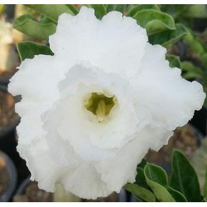 20 semi freschi Adenium Obesum Le rose del deserto Rare www TRIPLE-BIANCO-ROSE-us
