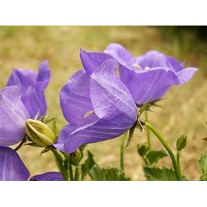 Seeds Tussock- Campanula Viola/Blue 50 seeds - 50% discount for sale: Only Seeds