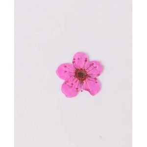 100 stks Mini Geperst Gedroogde Narcissus Jonquilla Bloem Plant Herbarium Voor Epoxyhars Sieraden Bladwijzer Ansichtkaart Nailart Craft DIY-Heet roze