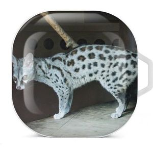 Portret van een gemeenschappelijk Genet Oordopjes Hoesje Compatibel met Samsung Hard Shell Beschermhoes Wit-Stijl