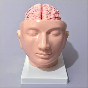 Hoofdmodel Met Hersenen – Menselijke Anatomie, Hoofd, Schedel, Hersenen, Cerebrale Slagader, Anatomisch Model, Medi
