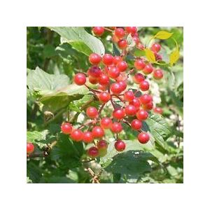 New Fresh 10pcs Red Viburnum Trilobum tree Seeds