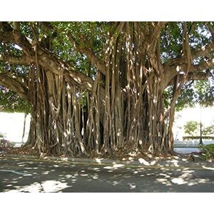 Portal Cool Banyan - Ficus benghalensis - 15 Semi Bengala Albero