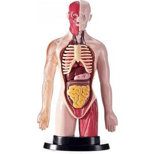 anatomische modellen Menselijk torsomodel Menselijk lichaamsmodel Anatomie Torso Lichaamsmodel Verwijderbare onderdelen voor artsenkantoor Educatief hulpmiddel Orgaanmodel Realistisch en levendig