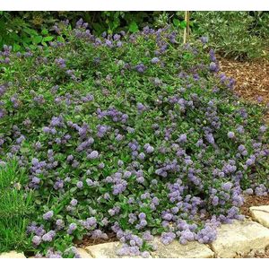 75 seeds 15 + Squaw Carpet seeds （Ceanothus prostratus）Groundcover Plant CombSH:Seeds