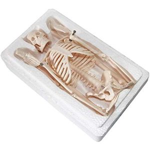 Mini Menselijk Skelet Model 45cm Skelet Menselijke Anatomie Model Medische Onderwijs Collecties Educatieve Hulpmiddelen