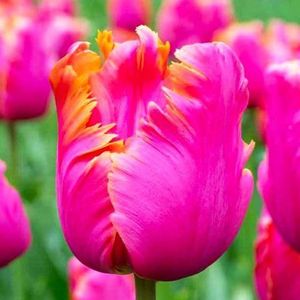 Duch Tulips - Amazing, 10 bulbs, exclusive tulips from the Netherlands, winter hardy and perennial, tulips for garden, pots, balcony (large bulbs, no seed, not artificial)