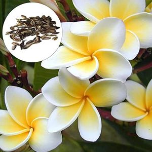 SANWOOD Frangipani Seeds Plumeria Seeds for Home Garden Planting, 50Pcs Frangipani Seeds Landscaping Safe Potted Flower Seeds for Gardening - White