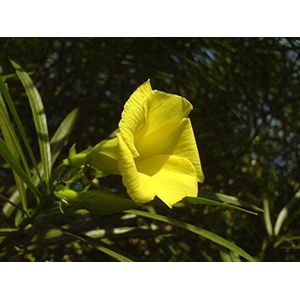 Oleander, Yellow Evergreen Tree Shrub, Tropical Scented Flower, 5 Seeds: Only seeds
