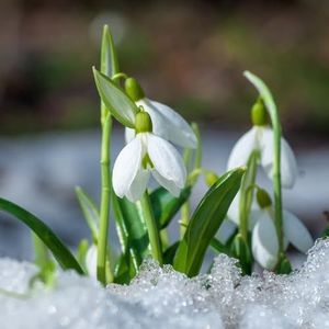 22 stuks koop sneeuwklokjesbollen, winterharde vaste planten, exotische planten Galanthus nivalis-bollen duurzame geschenken kruidenbed bloeiende klimplanten winterhard, tuincadeaus