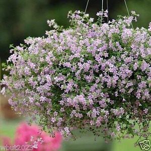 Blutopia Bacopa Seeds, Perfect for Hanging Baskets and Windowboxes. Perennial !: Only seeds