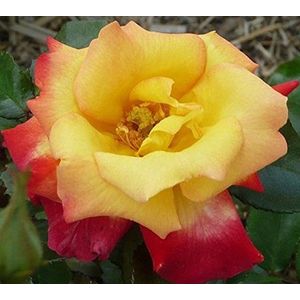 Rosa gialla con semi rossi Trim Rosa 100 semi -BUY 4 PUNTI