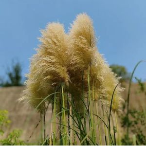 500 stuks pampasgraszaden winterhard, grassen winterharde tuinplanten (Cortaderia selloana) buitenplanten, exotische planten winterhard vaste planten, zaden winterhard Winterharde