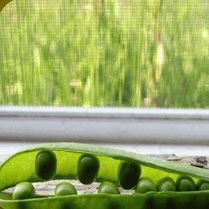 1 Lb Green Arrow Pea Seeds: Only seeds