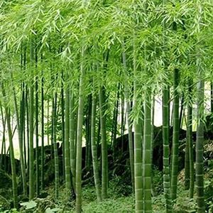 Saterkali Moso-Bamboe Zaden, 100st Zwart Paars Groen Phyllostachys Pubescens Moso-Bamboe Zaden Tuinplanten 100 stuks Tinwa bamboezaden