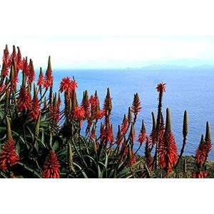 50 Semi Rare Aloe Arborescens Kranz Vera Guarigione Succulente Seed
