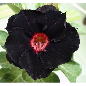 20 Fresh Seeds Adenium Obesum Desert Roses Rare www Supper-Black-King-us