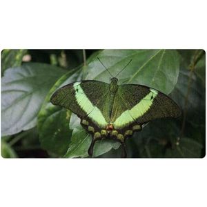 VAPOKF Groene vlinder keukenmat, antislip wasbaar vloertapijt, absorberende keukenmatten loper tapijten voor keuken, hal, wasruimte