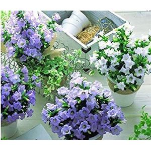 15: 200 pieces/bag, campanula seeds, potted plant seeds, flower seeds, purify the air, planting is easy, the budding rate 95% 15