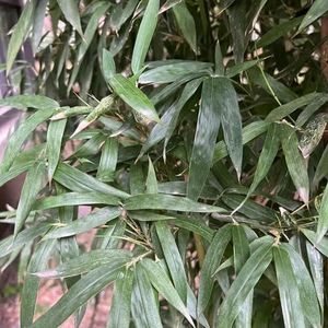 120 stuks bamboe kamerplant zaden - bomen duurzaamheid cadeaus kopen, Fargesia spathacea, tuinplanten bonsaiboom exotische kamerplanten zaden cadeau tuin groenblijvend