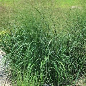200 stuks switchgrass zaden - binnentuin, cadeaus voor tuinliefhebbers (Panicum virgatum) siergrassen winterhard Winterharde planten voor balkon, tuinplanten plantenzaden zaad zaden