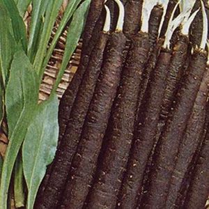 Portal Cool Rare verdure biologiche Semi Scorzonera Root""Black Salsefica"" sostituto dello zucchero