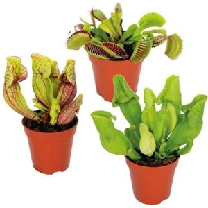 Vleesetende planten mix - Vleesetende plant - Set van 3 - Kamerplant - Onderhoudsvriendelijke plant voor binnen - ⌀06 cm - 05-10 cm